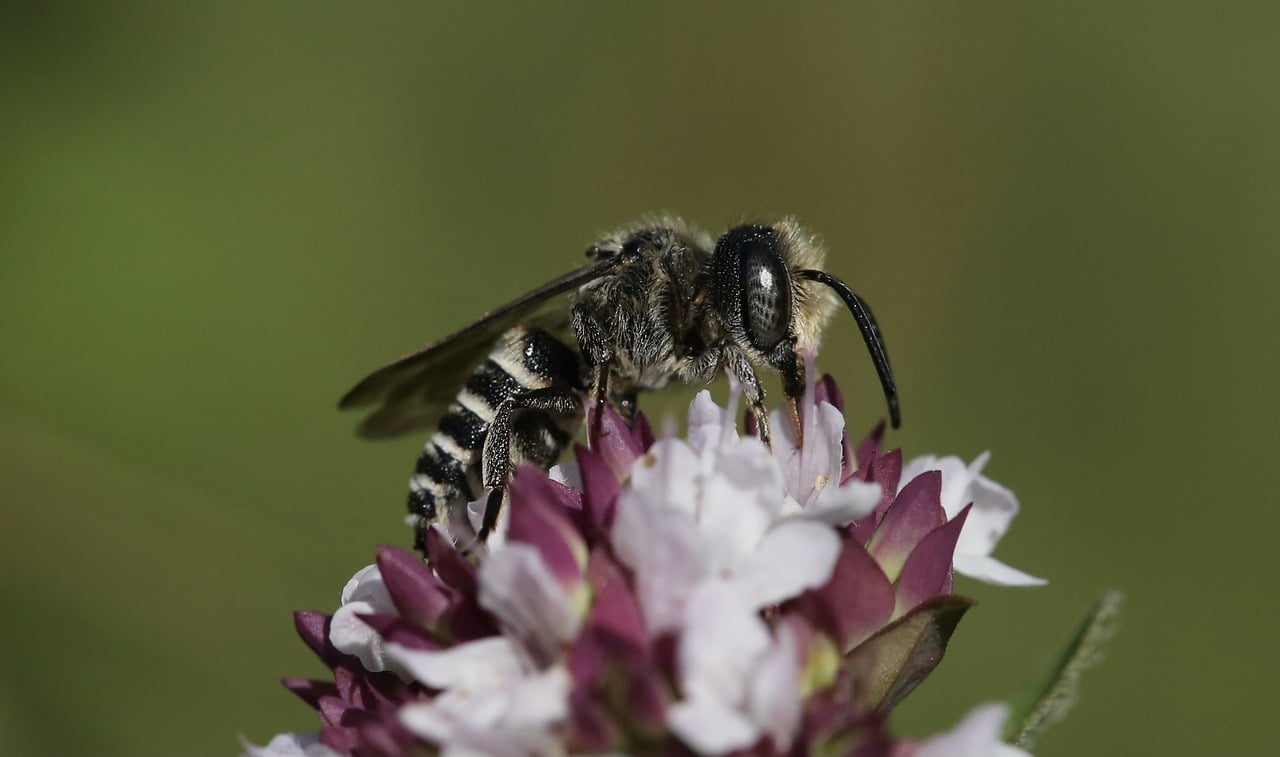How to Create a Bee-Friendly Garden